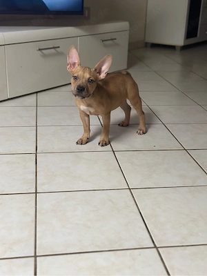 American Pocket Bully Hündin Welpe 