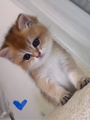 kitten golden shaded
