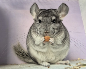 Chinchilla Baby Weibchen 