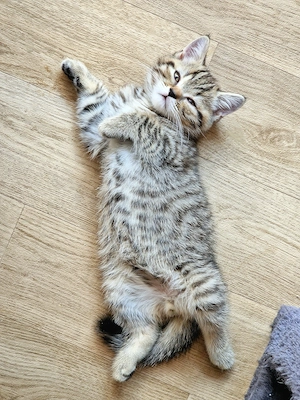 BKH Kitten Katzenbaby