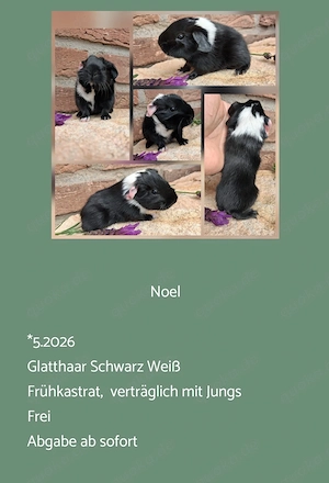 vers. Frühkastrat Meerschweinchen Glatthaar Rosetten