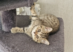 BKH Kitten Katzenbaby abzugeben Bild 7