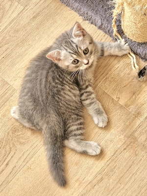 BKH Kitten Katzenbaby