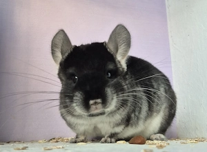 Chinchilla Baby Böckchen 