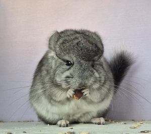 Chinchilla Baby Weibchen 