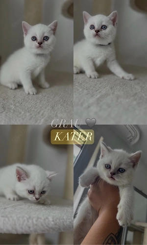 Aktion für 24 stunden abholung bis morgen KITTEN 380 EURO