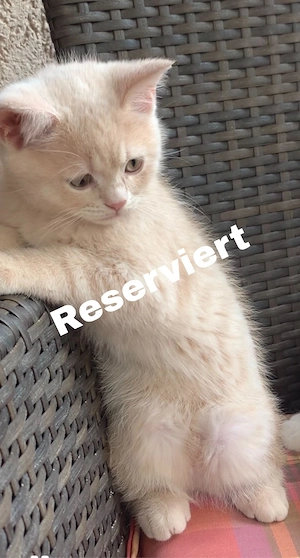 Ich darf ausziehen, BKH Kater
