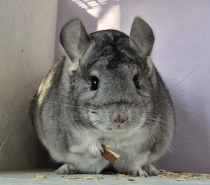Chinchilla Weibchen 