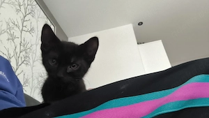 Kater zu verkaufen 