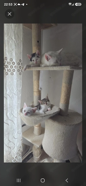 Süße BKH   EKH Mix Kitten (Mädchen) suchen ein Zuhause