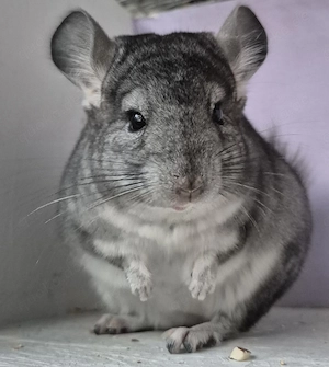 Chinchilla Baby Böckchen  Bild 4