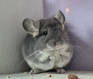 Chinchilla Baby Böckchen  Bild 3