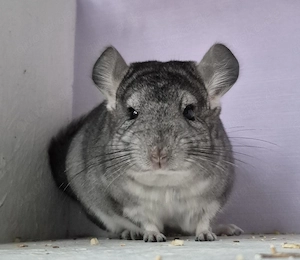 Chinchilla Baby Böckchen  Bild 5