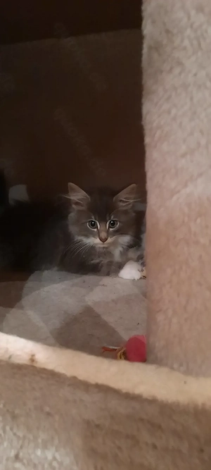 Norwegische Waldkatzen Kitten 