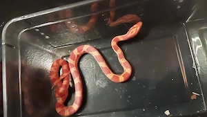 3 Kornnattern  verschiedene Farben 