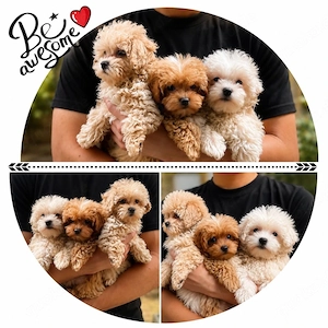 Maltipoo Welpen
