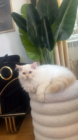 BLH Kater 