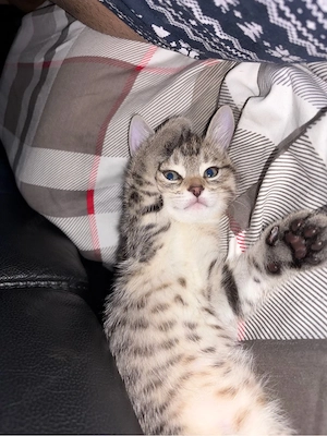 13 Wochen alte Katze