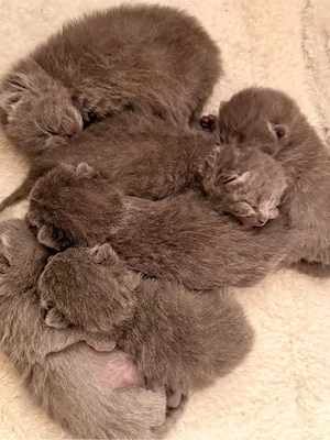 BKH-Kitten ab dem 26. September abzugeben   