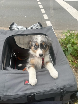 Australian Shepherd zeitnah abzugeben