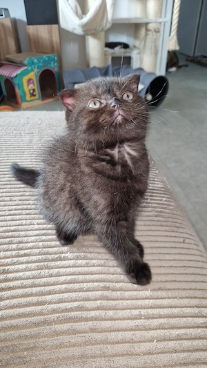 schokobraunes bkh mix mädchen chanell sucht
