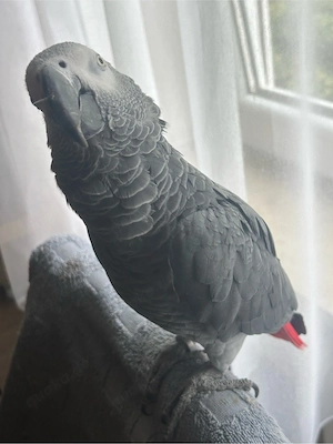 graupapagei