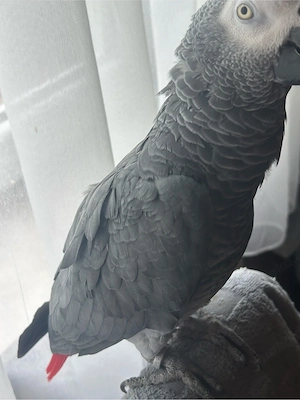 graupapagei