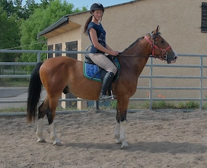 Warmblutwallach Arkan