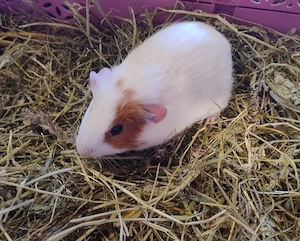 Meerschweinchen Bock Böcke Männchen Auswahl 
