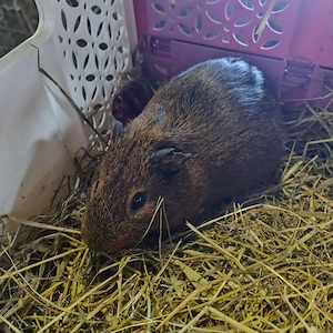 Meerschweinchen Bock Böcke Männchen Auswahl 