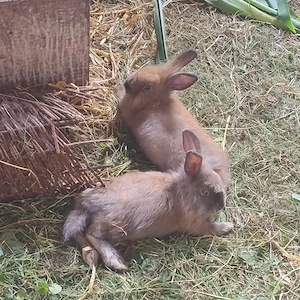 Kaninchen Bock 2 Böcke Männchen Rammler
