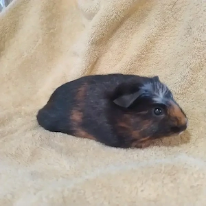 Meerschweinchen Weibchen Damen Mädchen Auswahl 