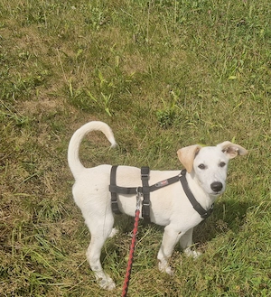 Welpe Charly, 4,5 Monate, wird ca. 55 cm