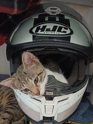 Babykatzen 