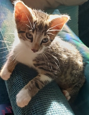 Babykatzen 