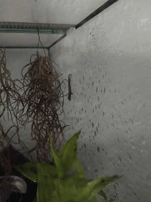 Jungferngecko Babys 