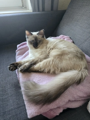 Ragdoll Jung