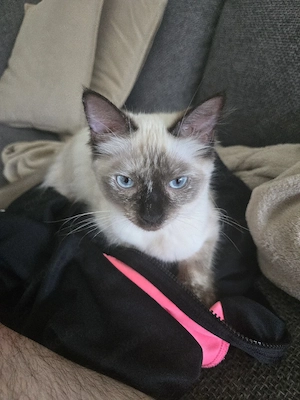 Ragdoll Jung