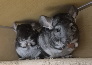 Chinchilla Weibchen 