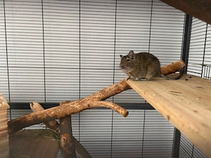 2 Degu-Mädel samt Käfig abzugeben