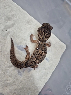 2.2 Chondrodactylus angulifer 