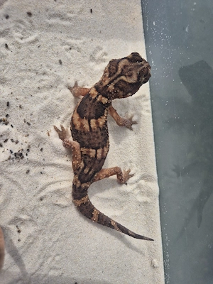 2.2 Chondrodactylus angulifer 