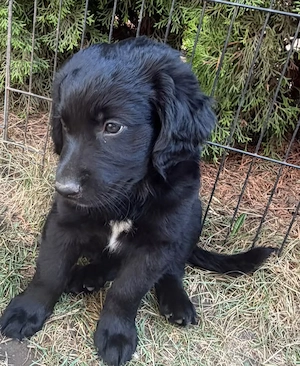 Labrador Mix Fellnasen 