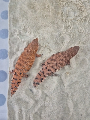 0.0.2 Egernia epsisolus 