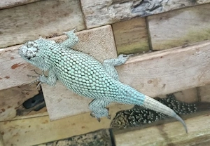 Malachit Stachelleguan; Sceloporus malachiticus - Männchen 
