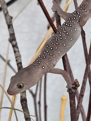 1.1 Strophurus elderi 