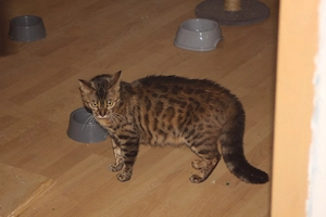 Skeptische Bengal weiblich 
