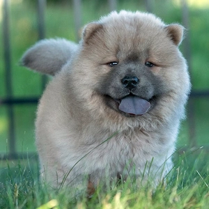 Chow-Chow-Hündin   12 Wochen alt  
