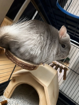 Chinchilla Weibchen sucht neues Zuhause 