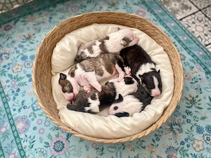 Liebevoll aufgezogene Miniatur Bullterrier Welpen mit Ahnentafel suchen ihr Für-immer-Zuhause